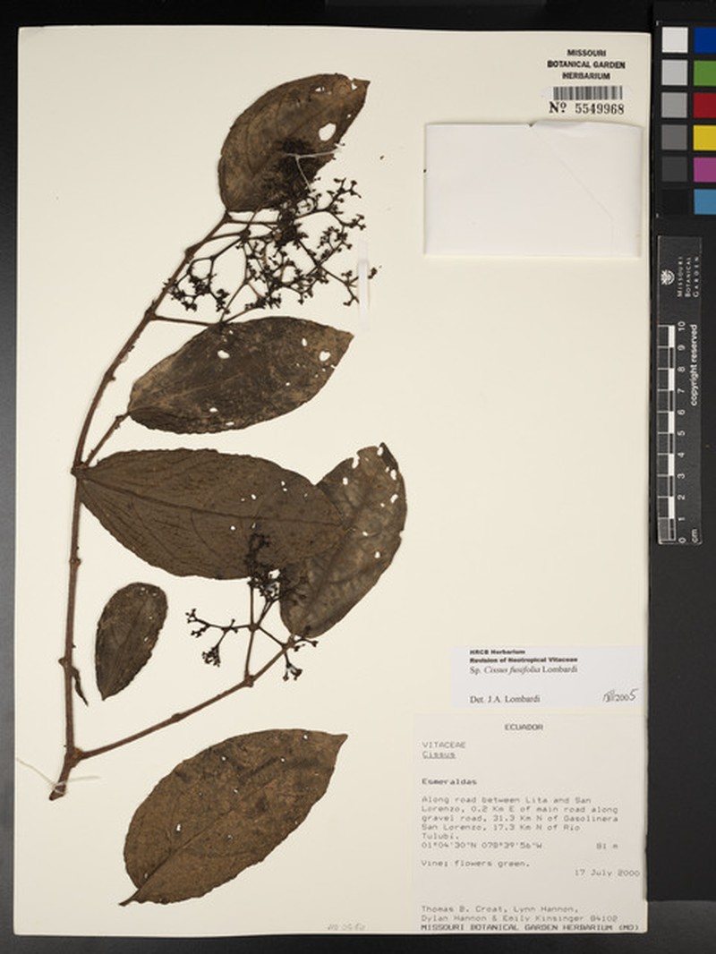 Cissus fusifolia photo 2