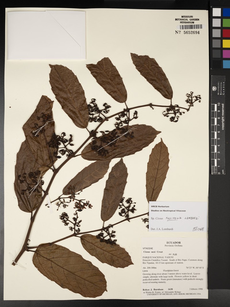 Cissus fusifolia photo 3