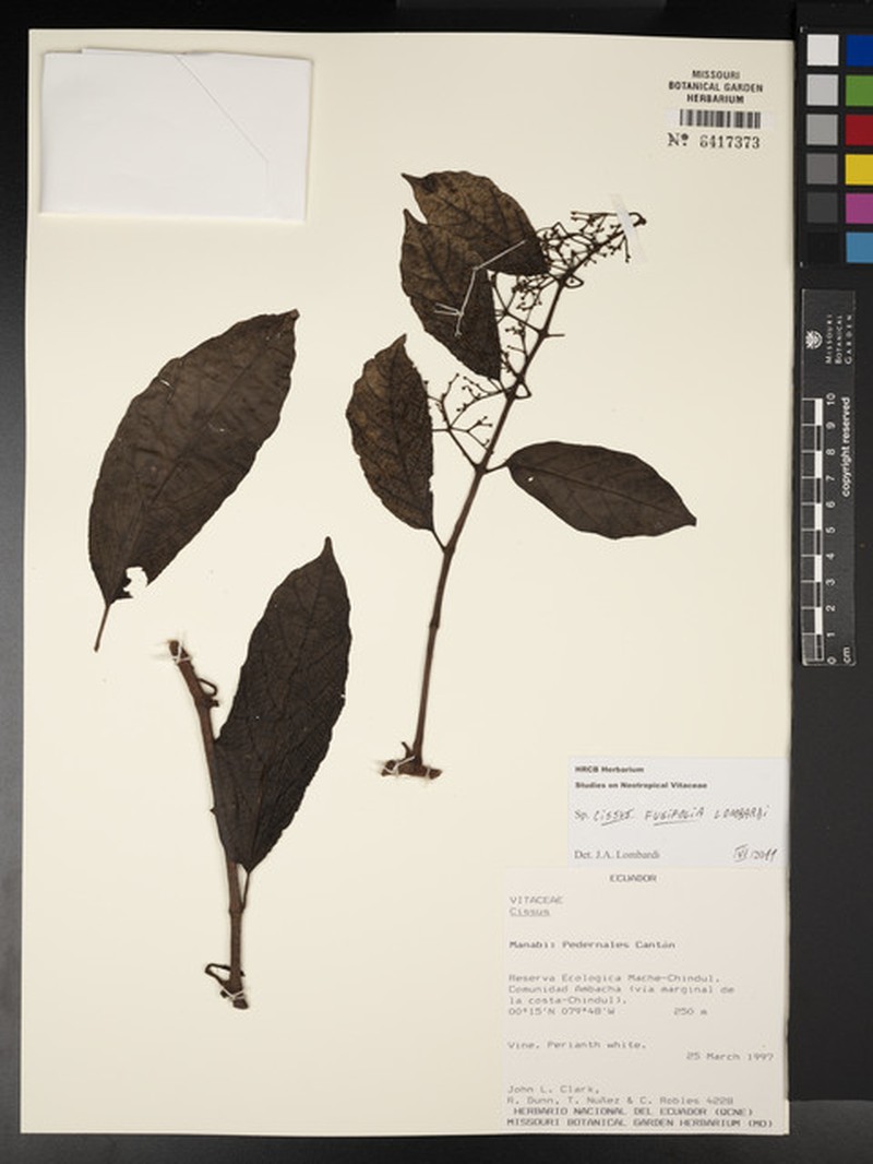 Cissus fusifolia photo 4