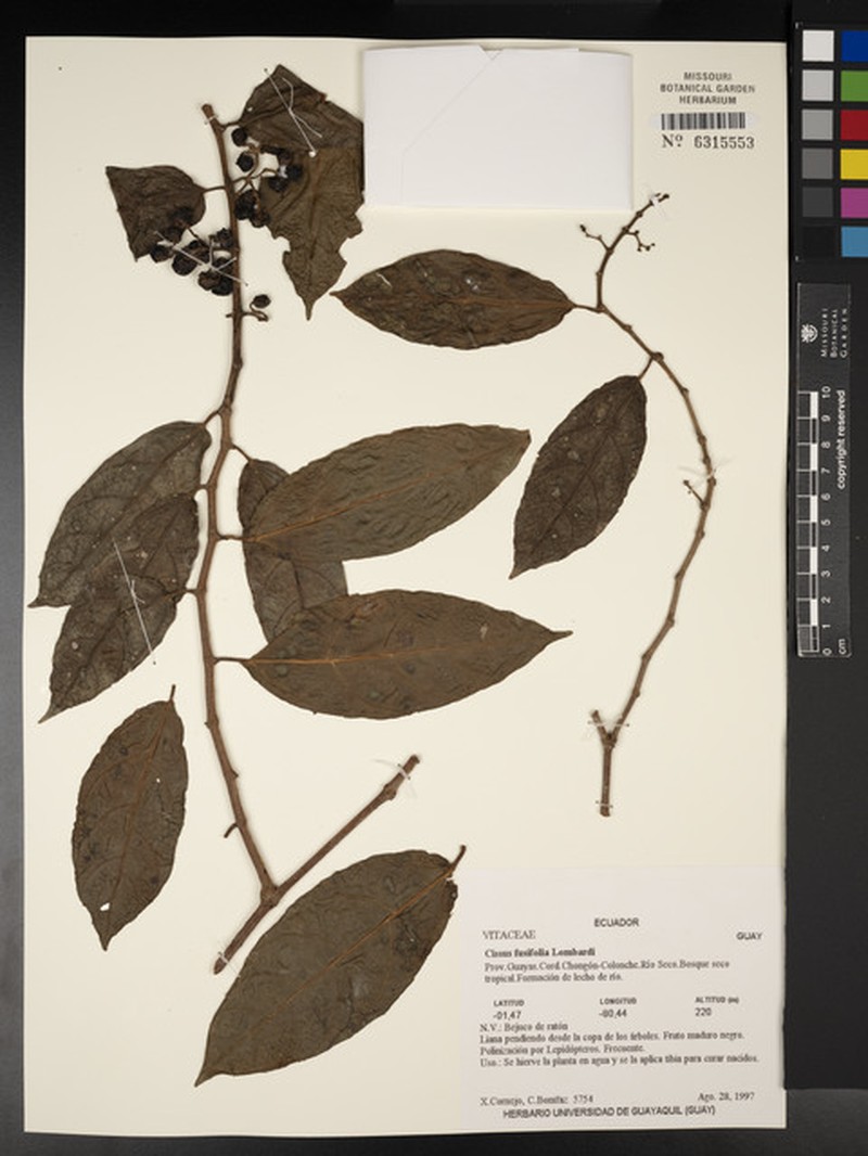Cissus fusifolia photo 5