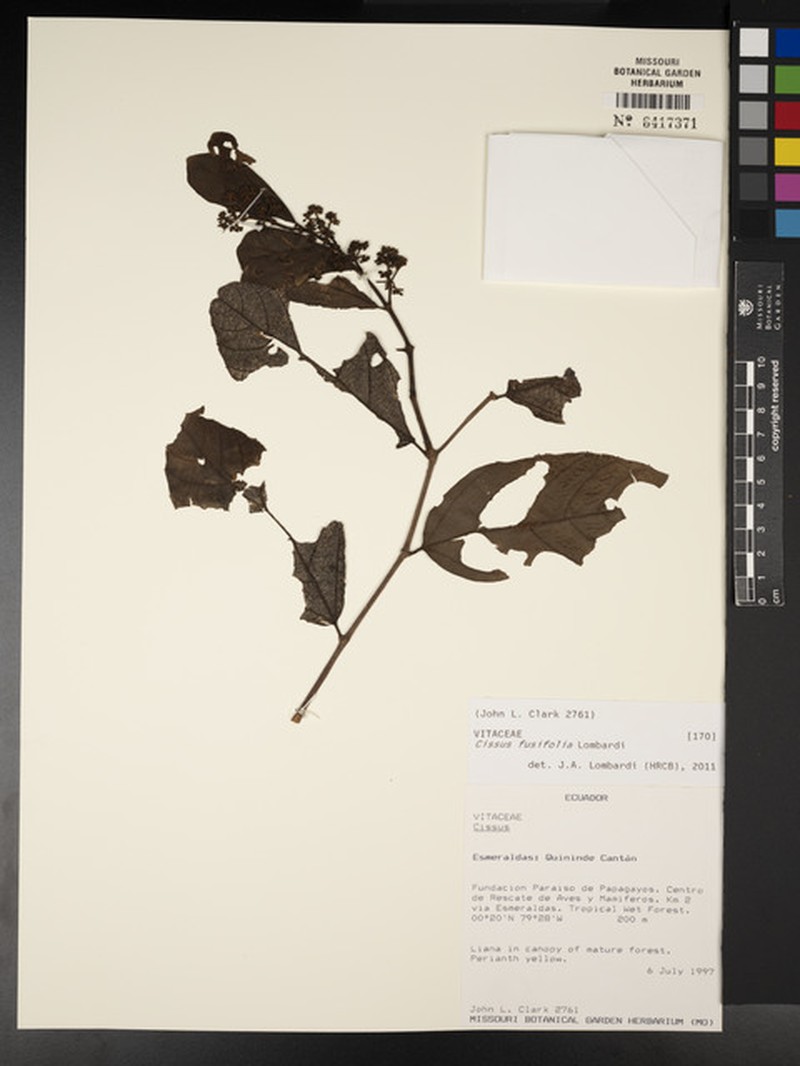 Cissus fusifolia photo 6