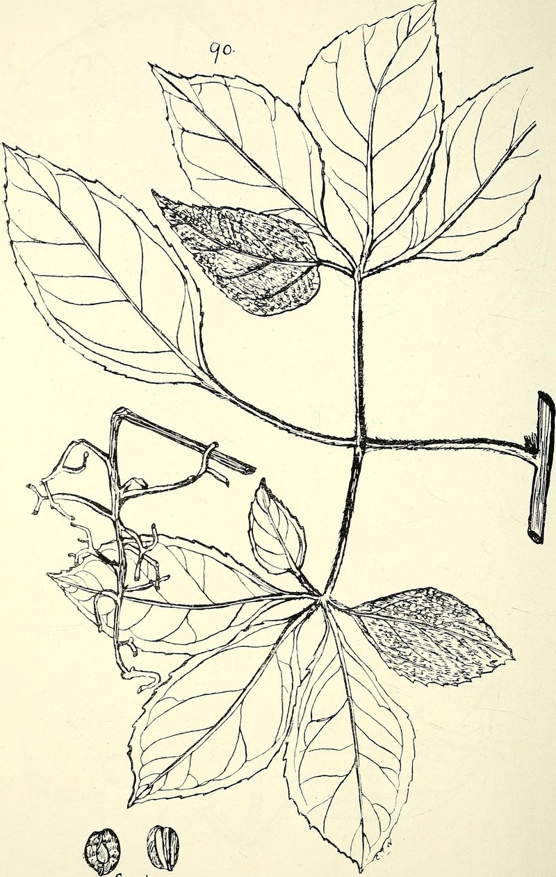 Cissus gardneri