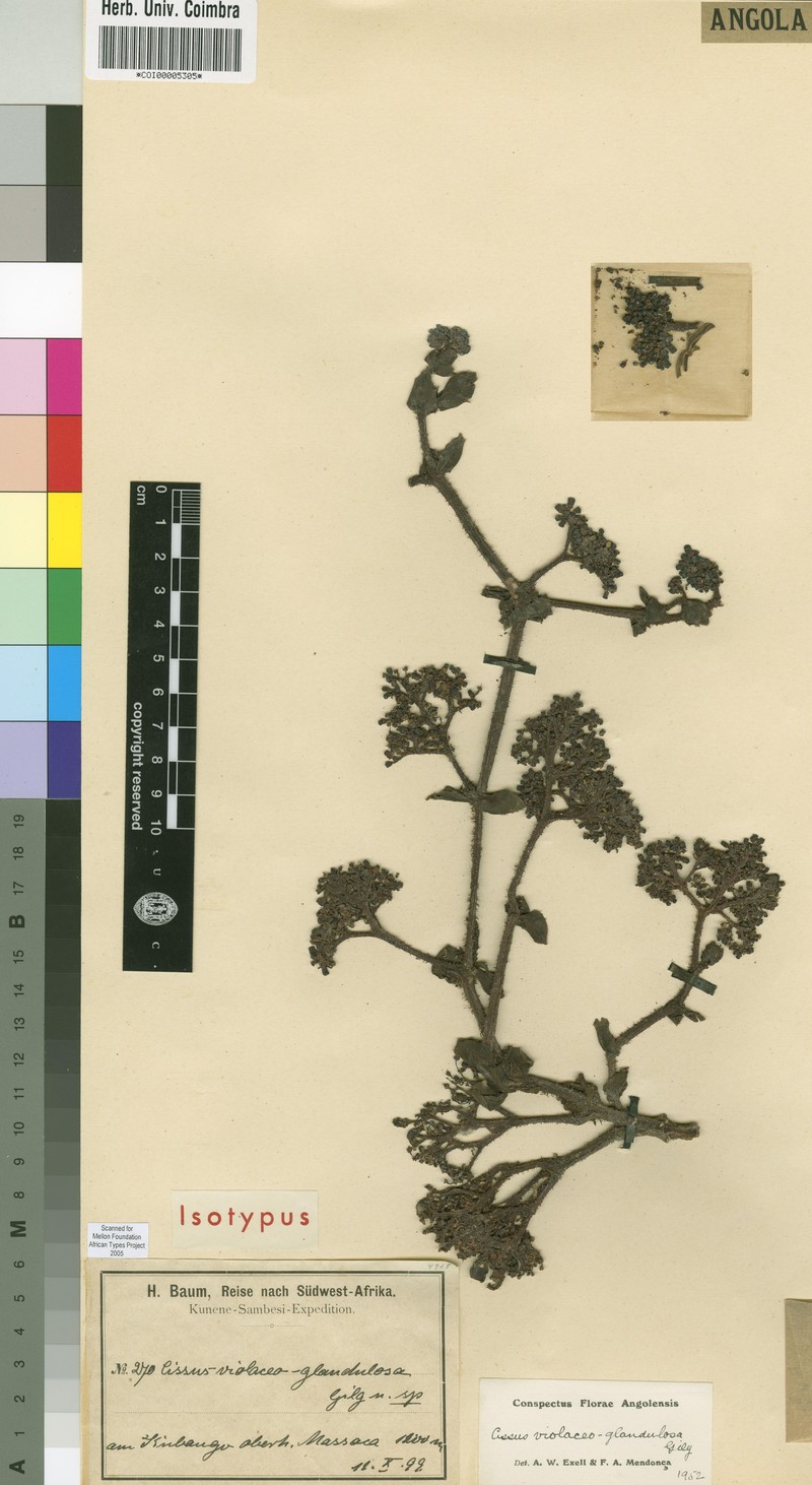 Cissus glandulosa
