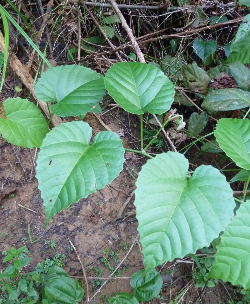 Cissus glaucophylla