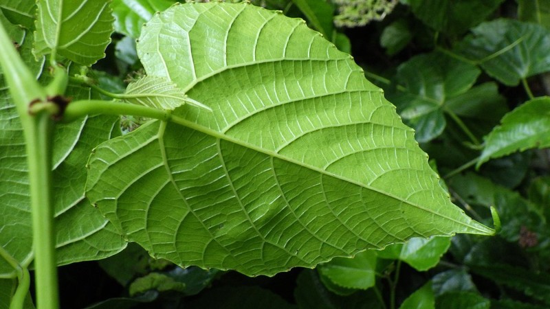Cissus glaucophylla photo 2