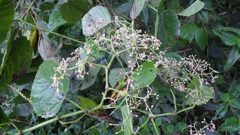 Cissus glaucophylla photo 3