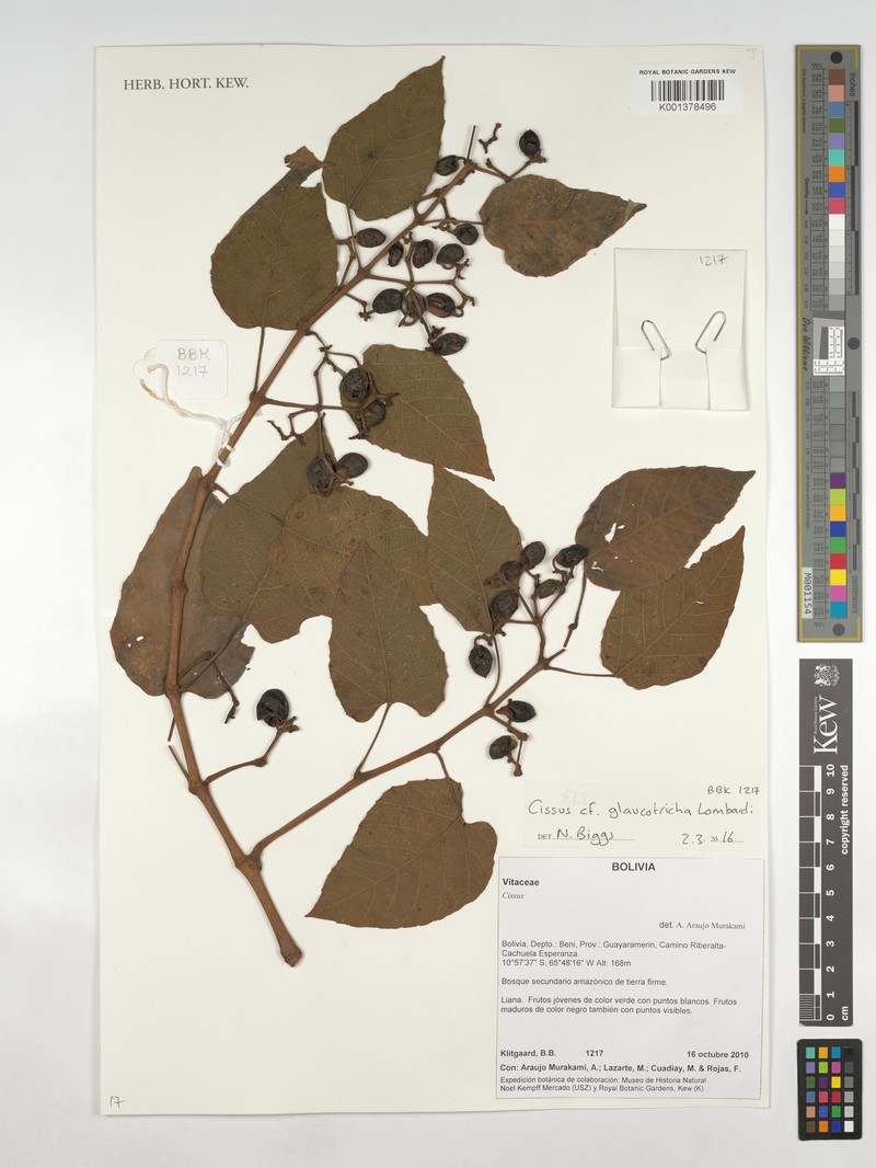Cissus glaucotricha