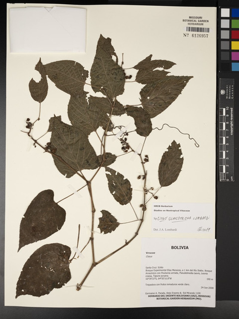 Cissus glaucotricha photo 2