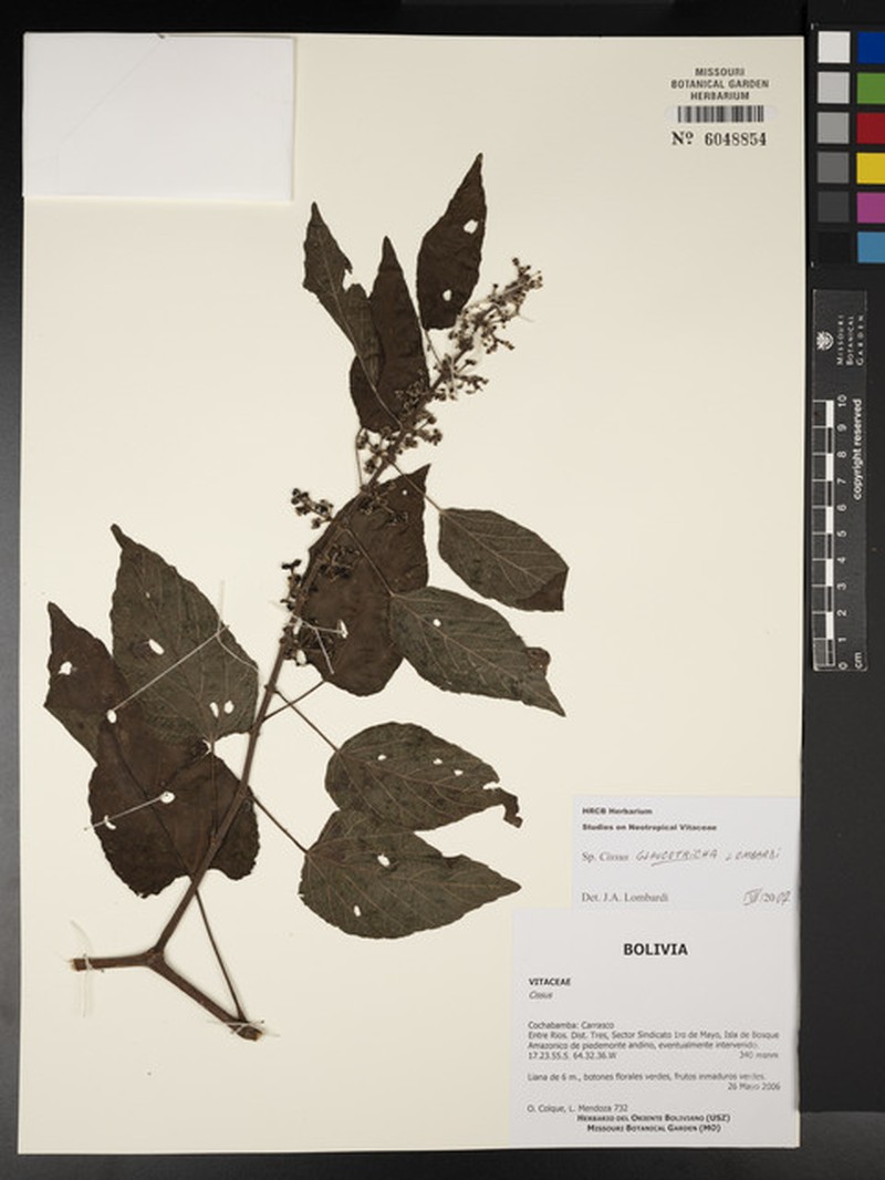 Cissus glaucotricha photo 3