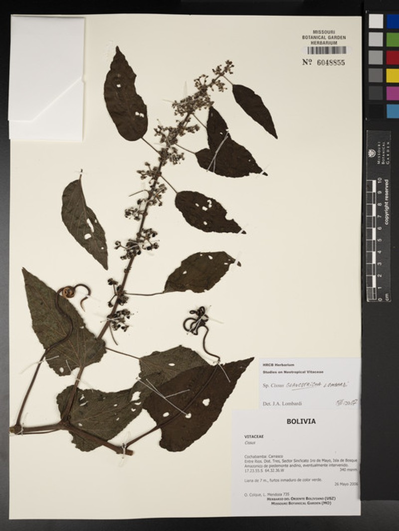 Cissus glaucotricha photo 4
