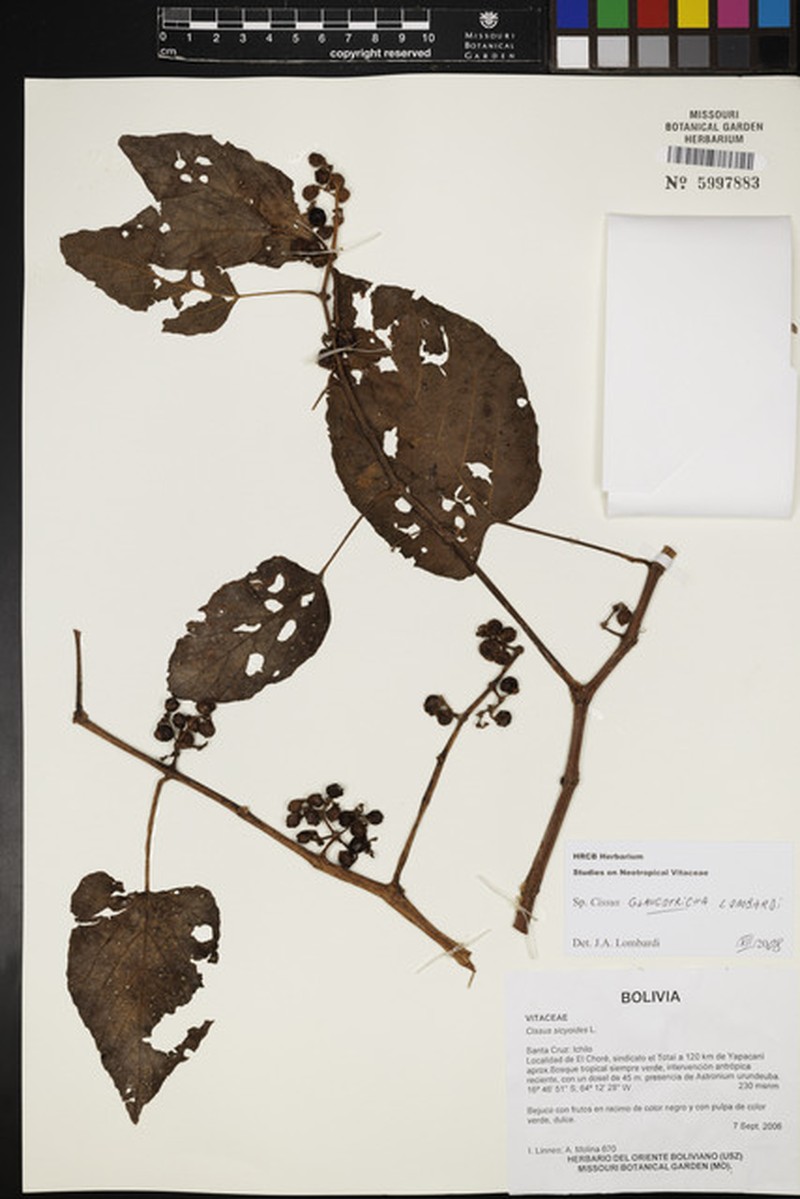 Cissus glaucotricha photo 5