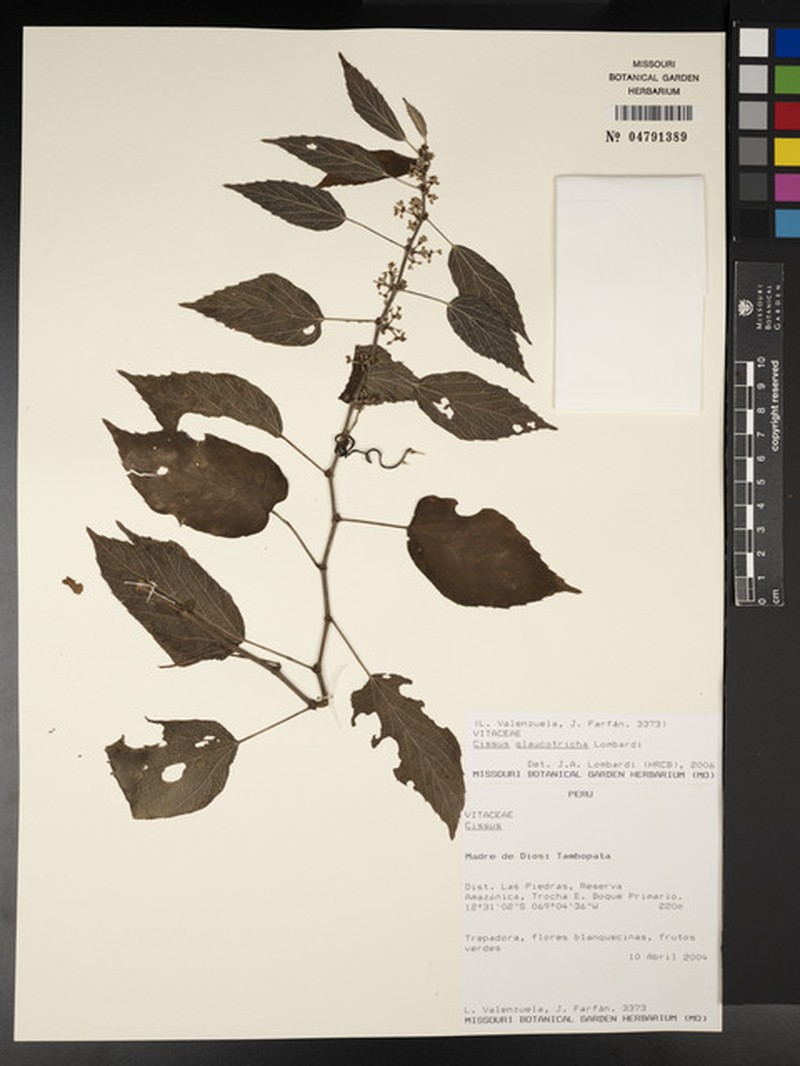 Cissus glaucotricha photo 7