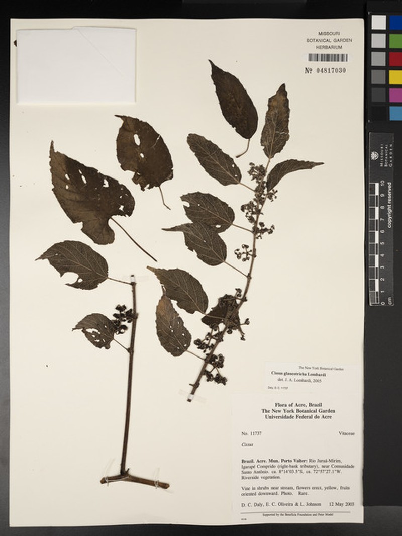 Cissus glaucotricha photo 8