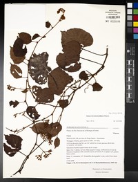 Cissus glossopetala