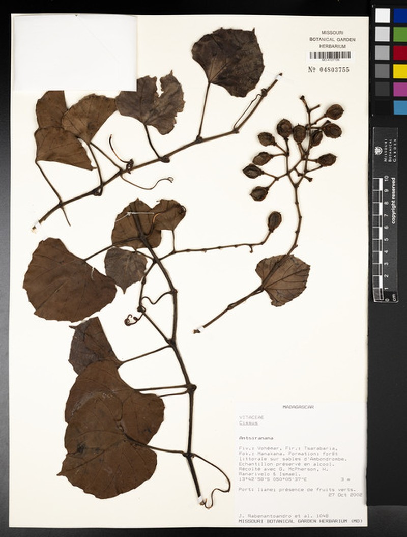 Cissus glossopetala photo 4
