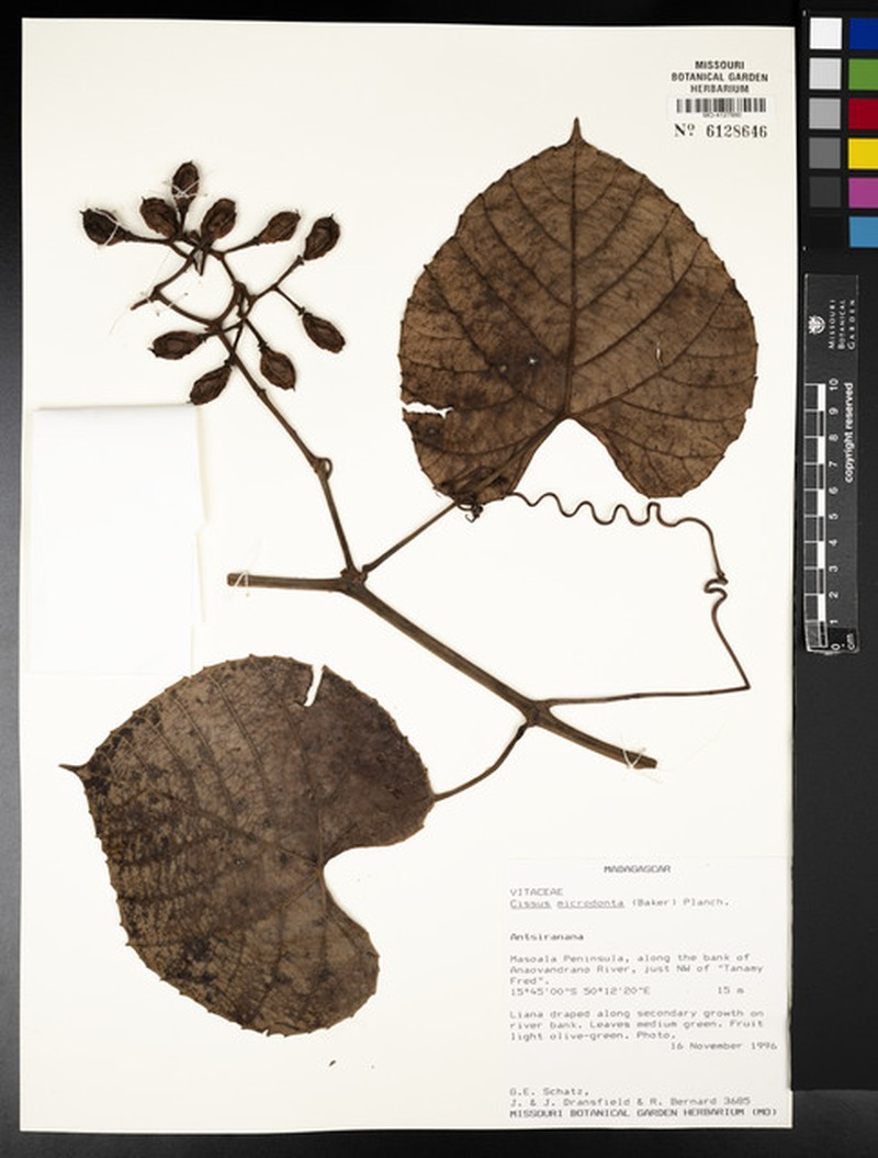Cissus glossopetala photo 6