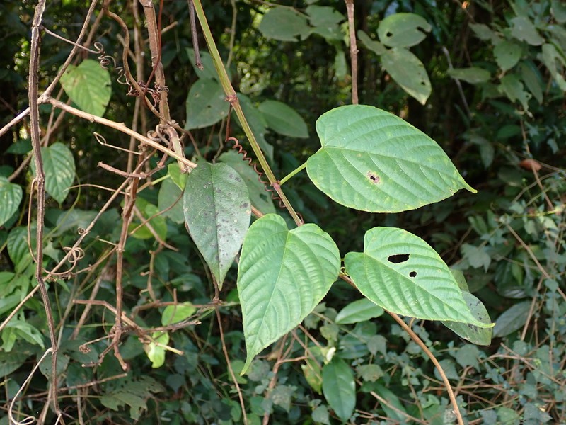 Cissus glyptocarpa photo 3