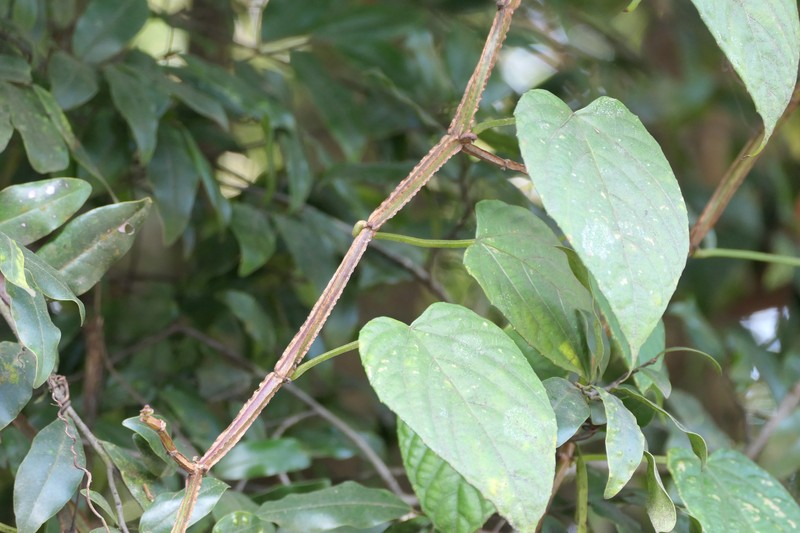 Cissus glyptocarpa