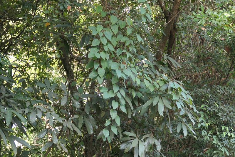 Cissus glyptocarpa photo 5
