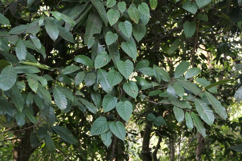 Cissus glyptocarpa photo 6