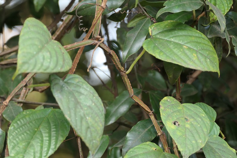 Cissus glyptocarpa photo 7