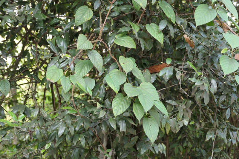Cissus glyptocarpa photo 8