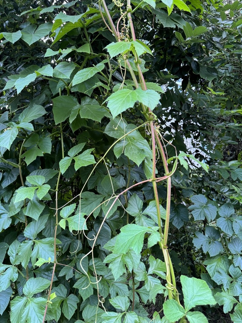 Cissus gongylodes