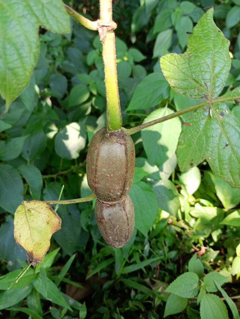 Cissus gongylodes photo 2