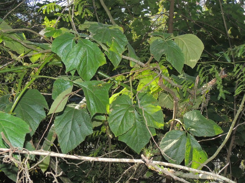 Cissus gongylodes photo 3