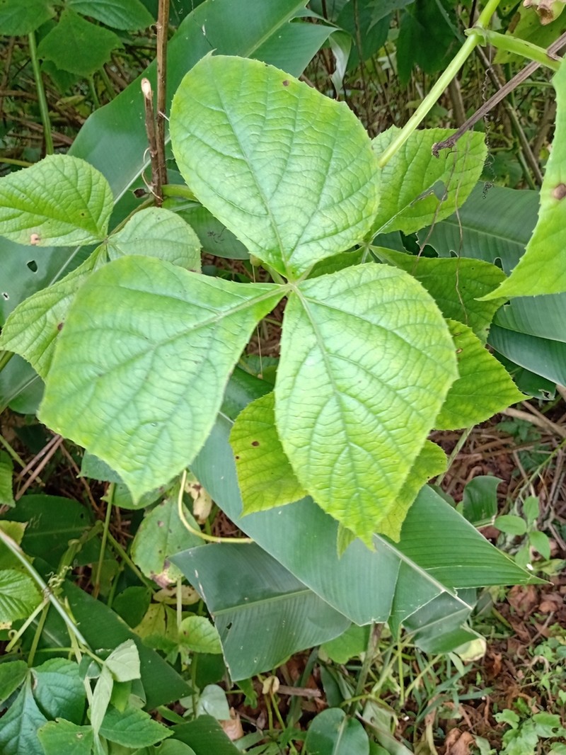 Cissus gongylodes photo 4