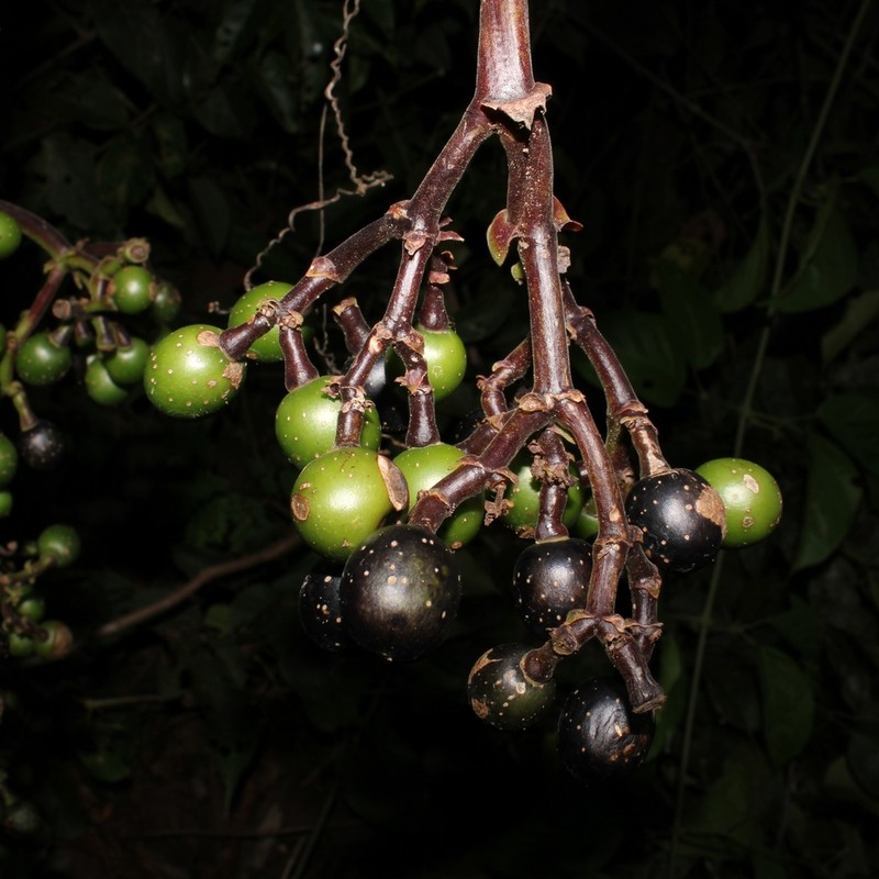 Cissus gongylodes photo 6