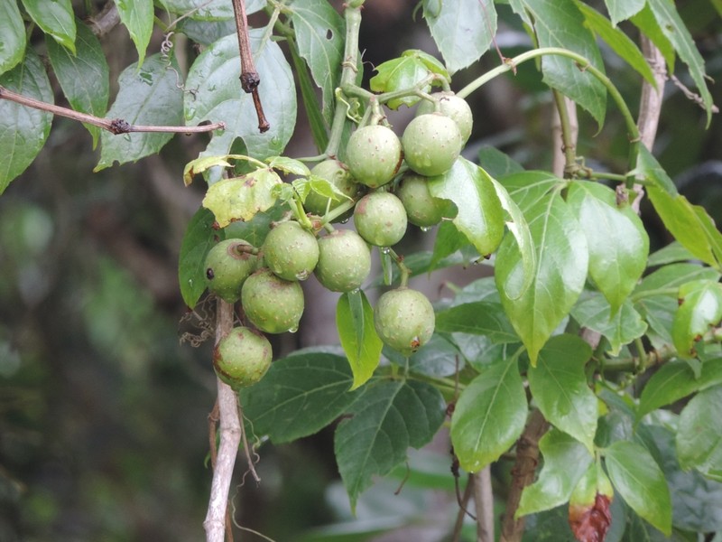 Cissus gongylodes photo 7