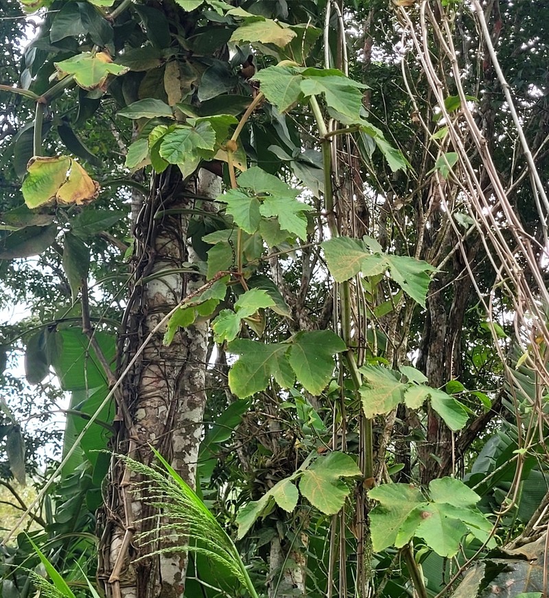 Cissus gongylodes photo 8