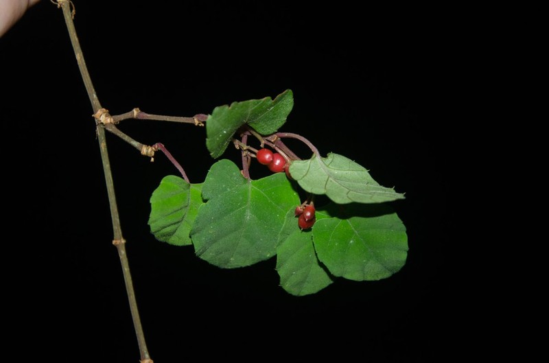 Cissus gossweileri