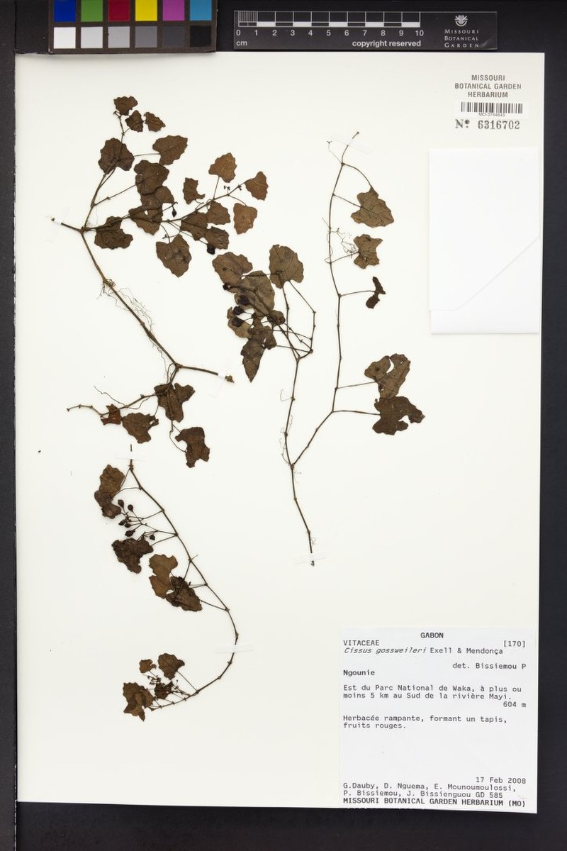 Cissus gossweileri photo 2