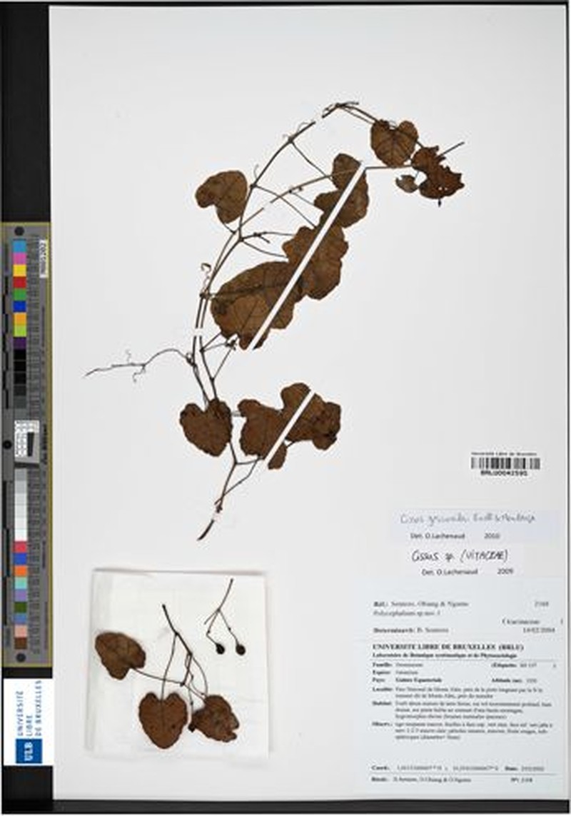 Cissus gossweileri photo 3