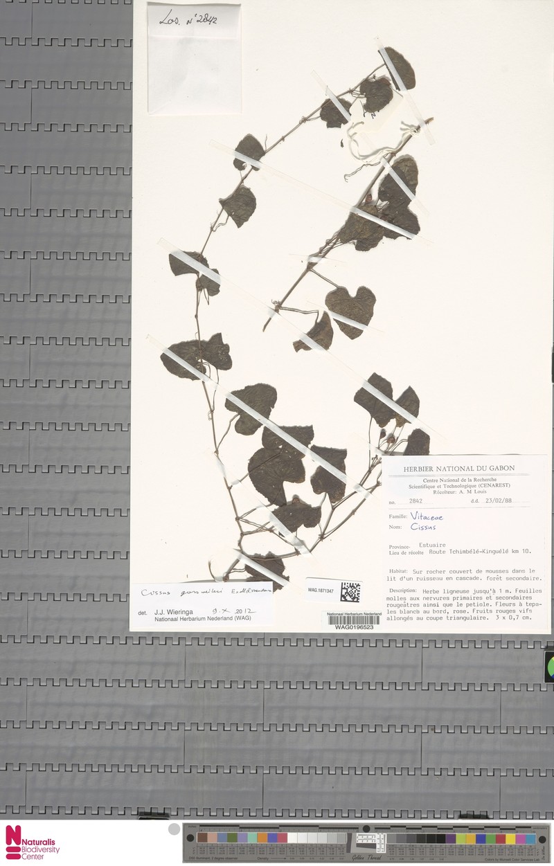 Cissus gossweileri photo 4