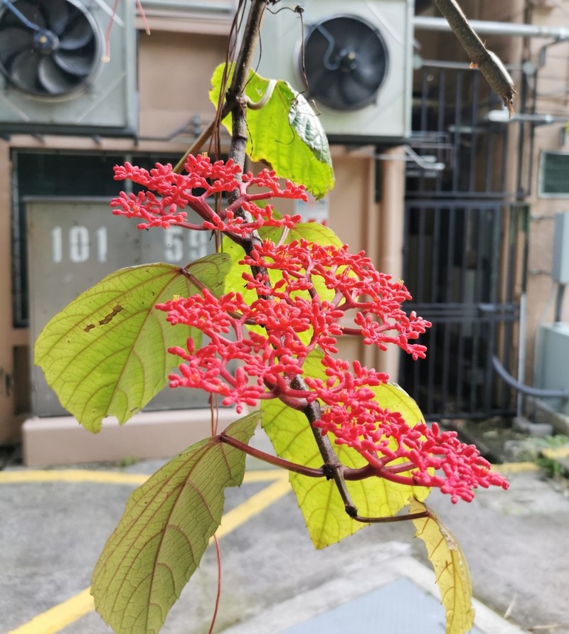 Cissus gossypiifolia