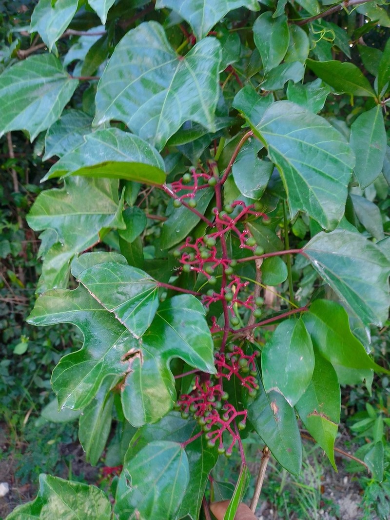 Cissus gossypiifolia photo 2