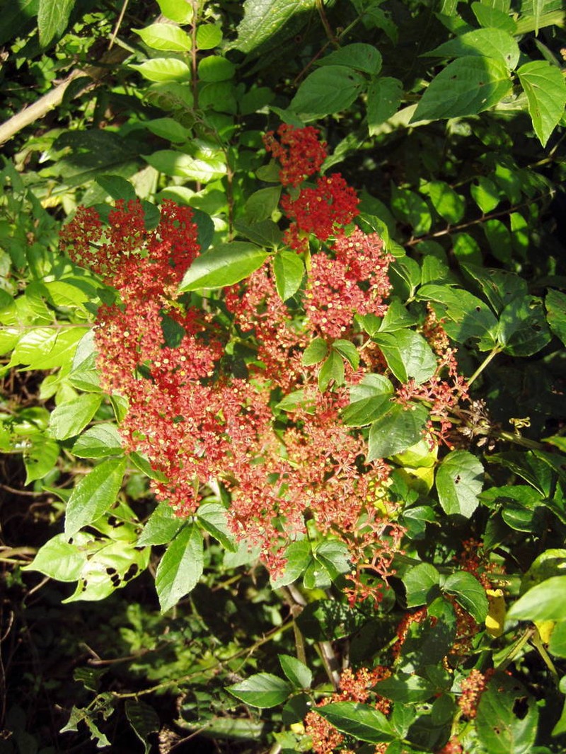 Cissus gossypiifolia photo 3
