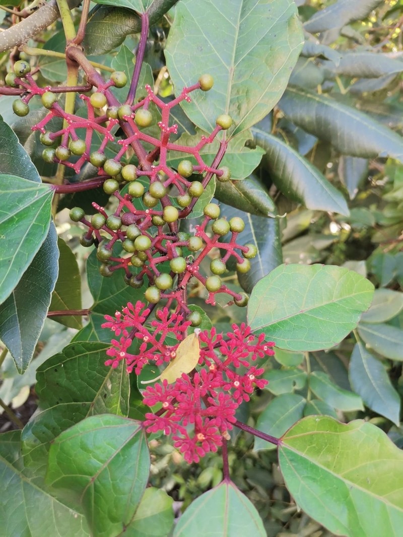 Cissus gossypiifolia photo 4
