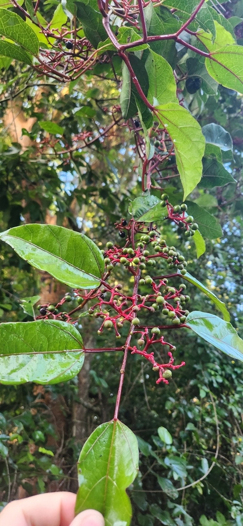 Cissus gossypiifolia photo 5