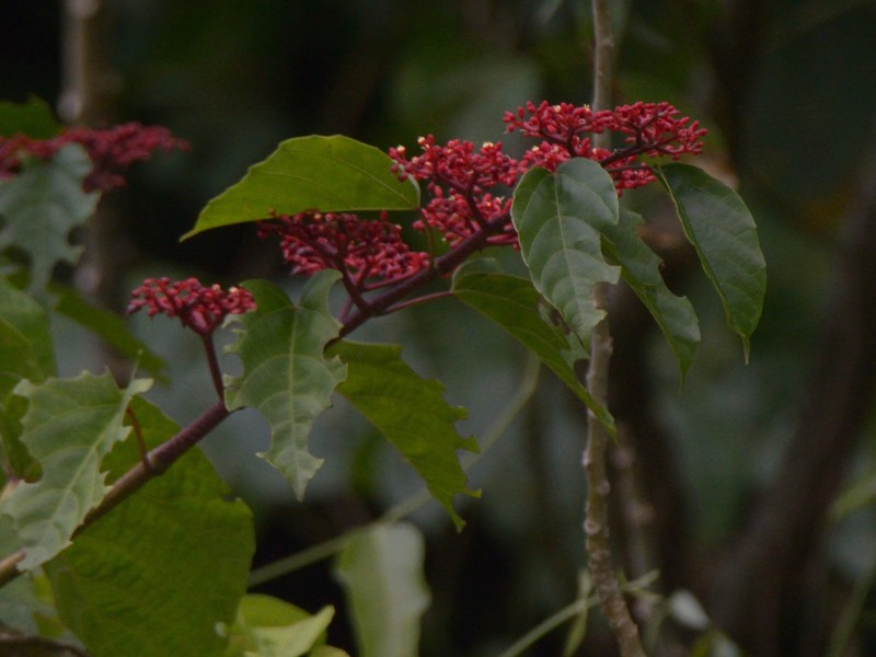 Cissus gossypiifolia photo 6