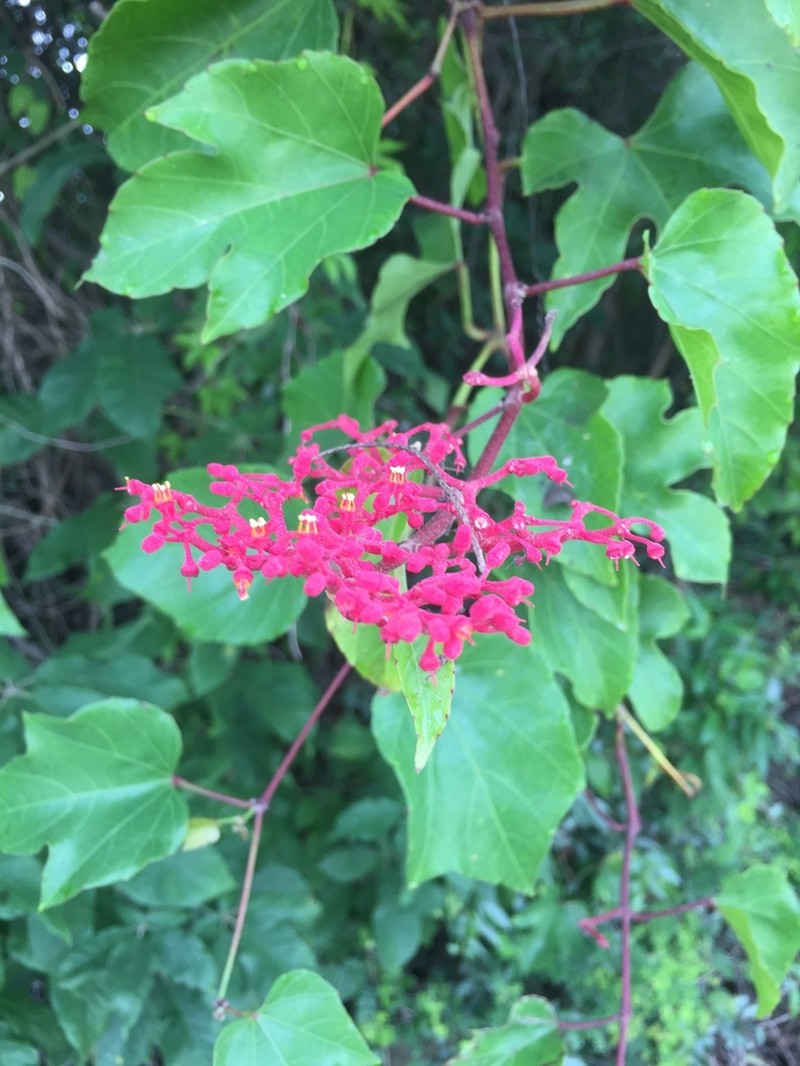 Cissus gossypiifolia photo 7