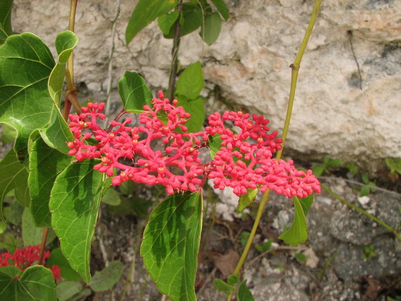Cissus gossypiifolia photo 8