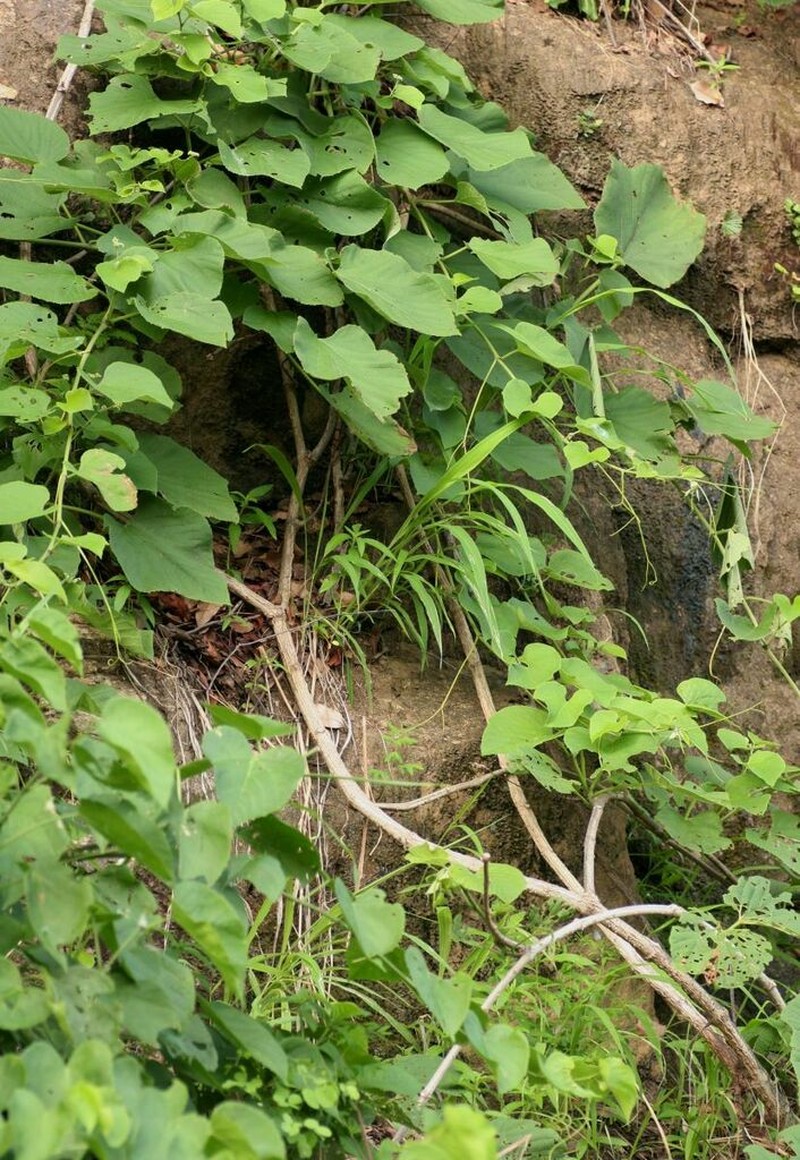 Cissus grisea