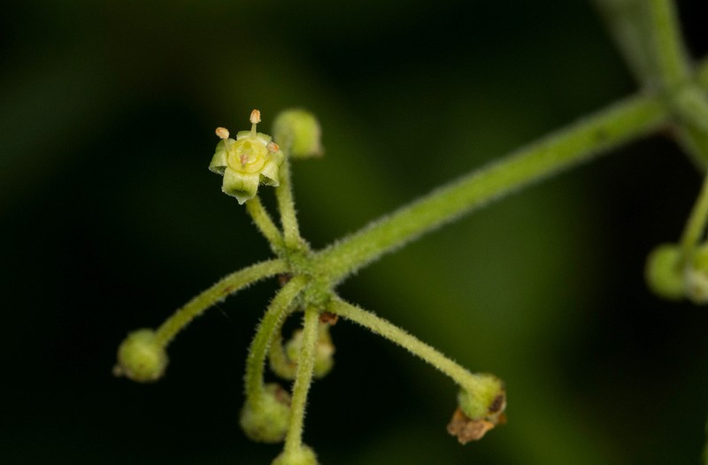 Cissus grisea photo 2