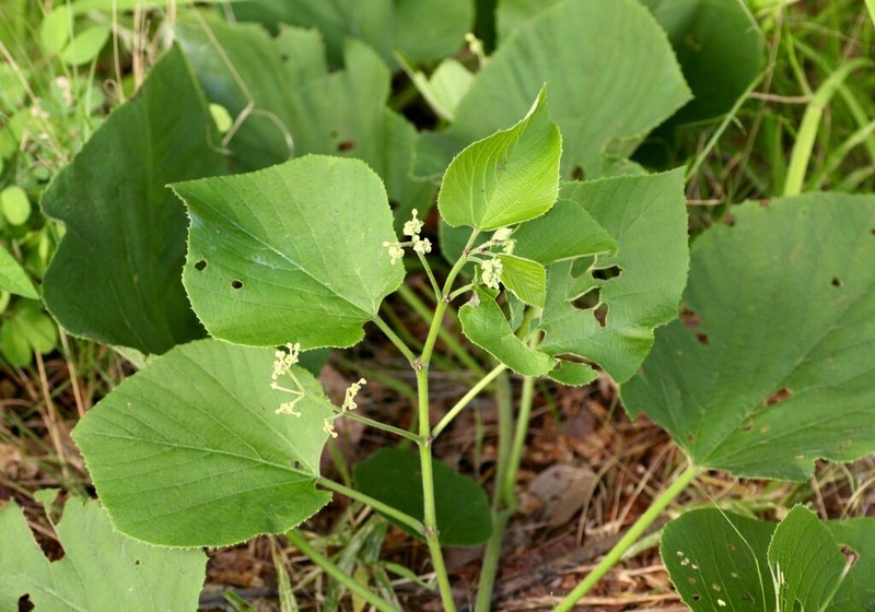 Cissus grisea photo 3