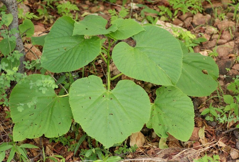 Cissus grisea photo 4