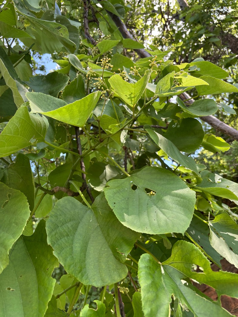 Cissus grisea photo 5